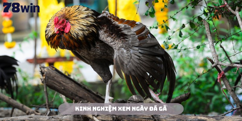 Xem Ngày Đá Gà 78Win - Kinh Nghiệm Chuẩn Xác Từ Chuyên Gia 4 Học hỏi những kinh nghiệm xem ngày đá gà từ chuyên gia 78Win