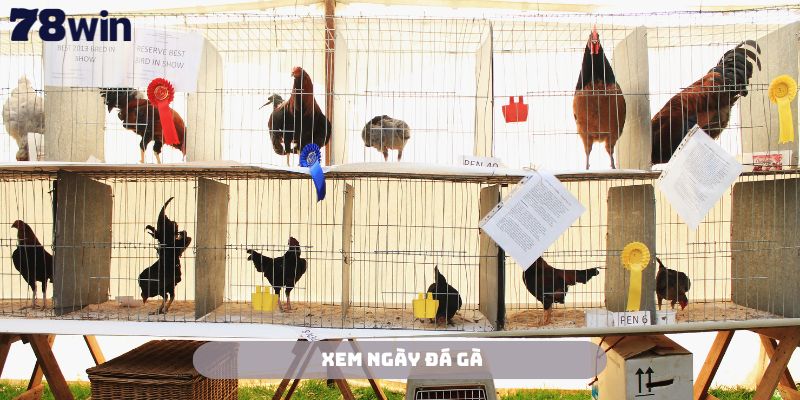 Xem Ngày Đá Gà 78Win - Kinh Nghiệm Chuẩn Xác Từ Chuyên Gia 1 Xem Ngày Đá Gà 78Win - Kinh Nghiệm Chuẩn Xác Từ Chuyên Gia